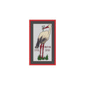 Storch