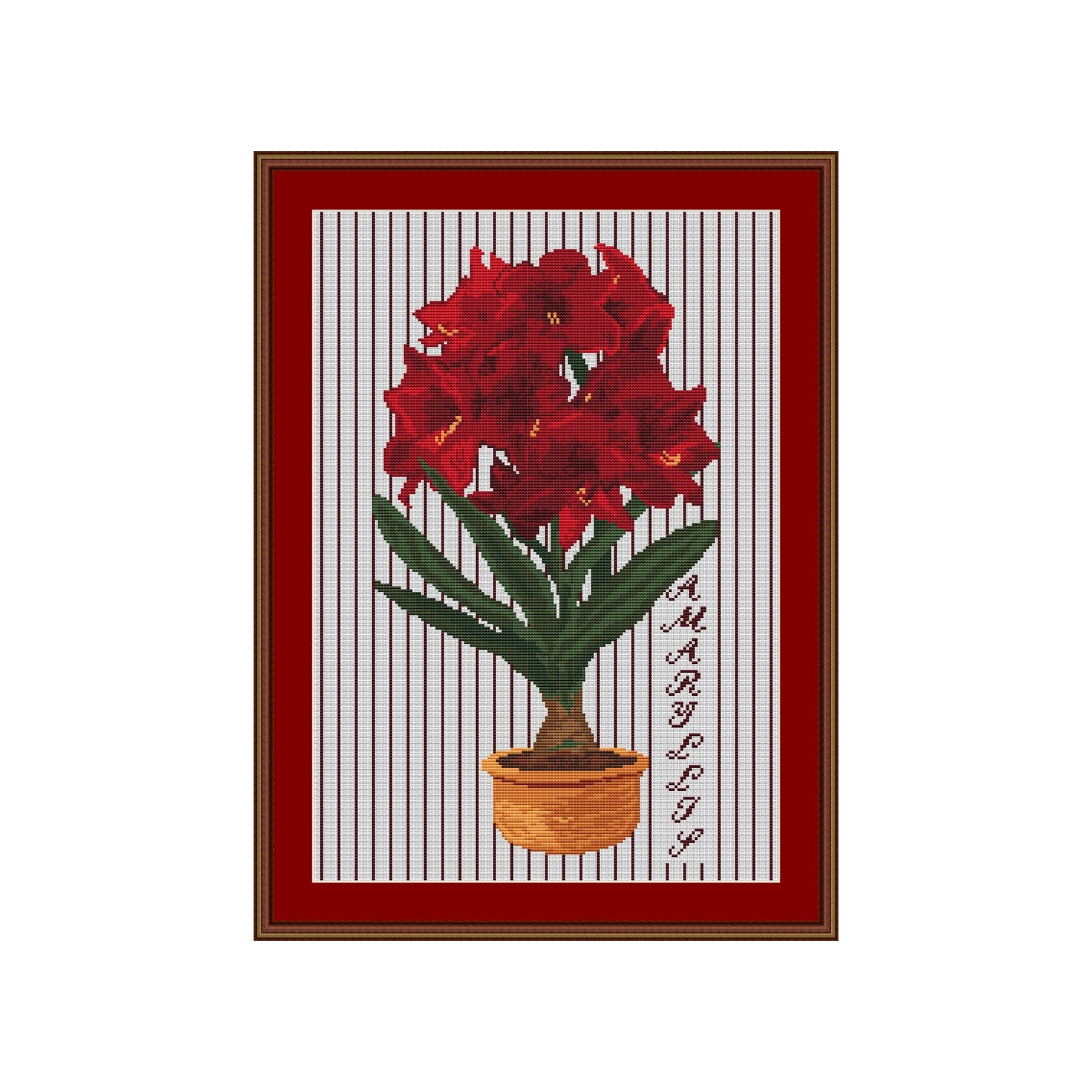 Amaryllis